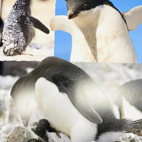 I LOVE SNOW BABIES Book Explore Over 40 Ice and Snow Adorable Animal Babies - Picture 5 of 5